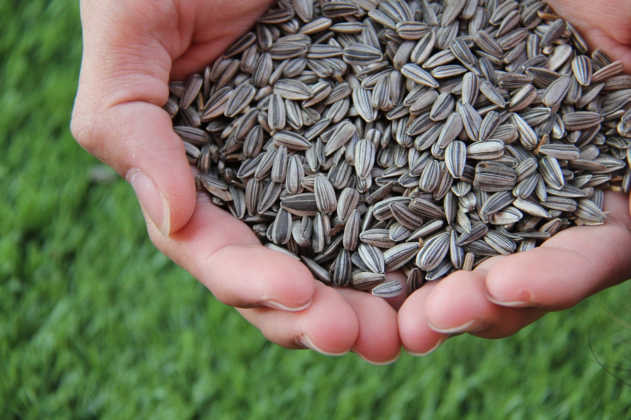 sunflower-seeds